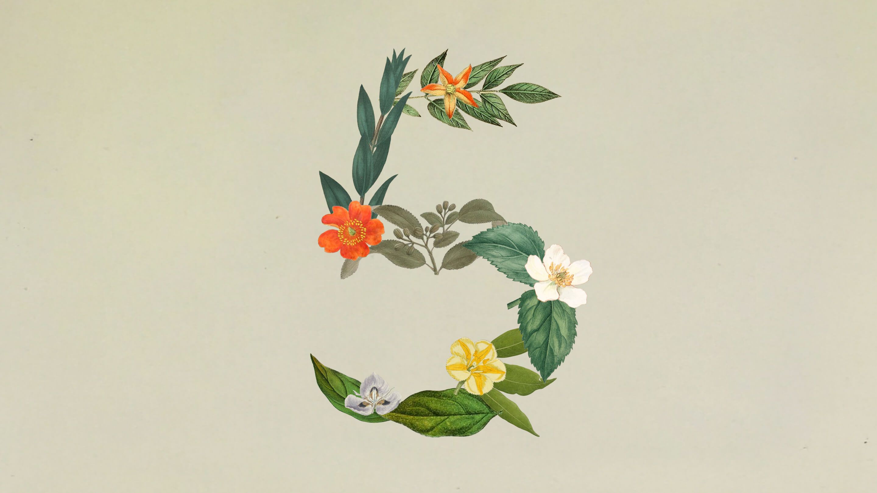 Anthropic's floral number-5 artwork marking the Claude Sonnet 5 launch